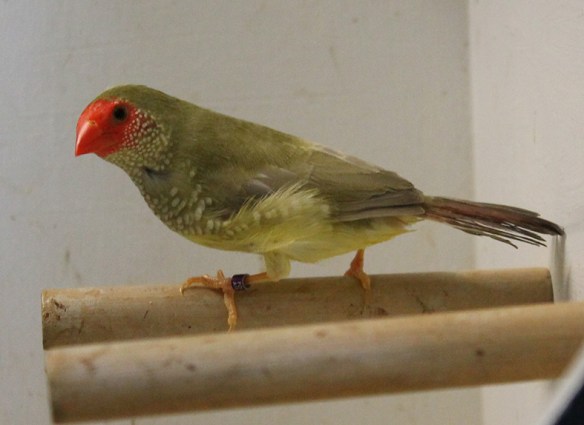 Diamante Codarossa agata (femmina)