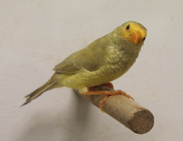 Diamante Codarossa agata testa gialla (femmina)