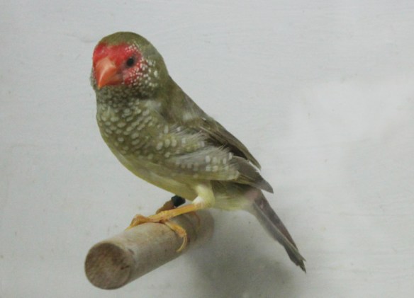 Diluito recessivo (femmina)