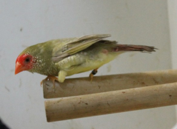 Diamante Codarossa agata (femmina)