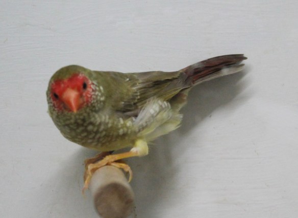 Mutazione "diluito recessivo" (femmina)