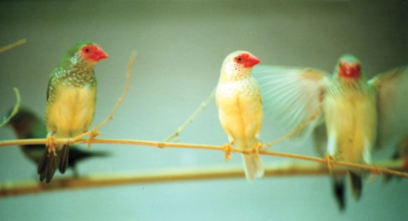 Mutazione: Agata avorio (femmina)