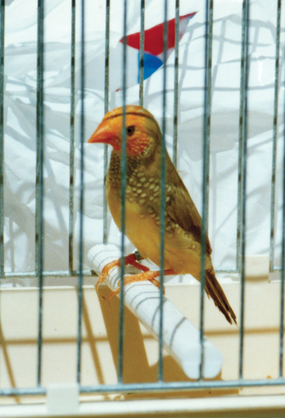 Diamante Codarossa agata testa gialla (maschio)