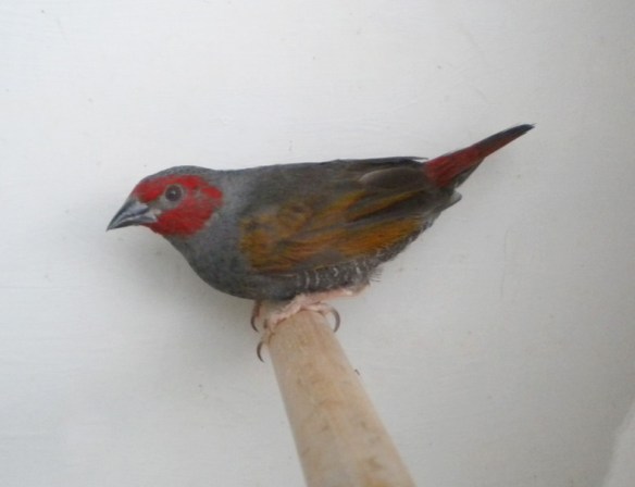 Astro ali gialle (maschio)