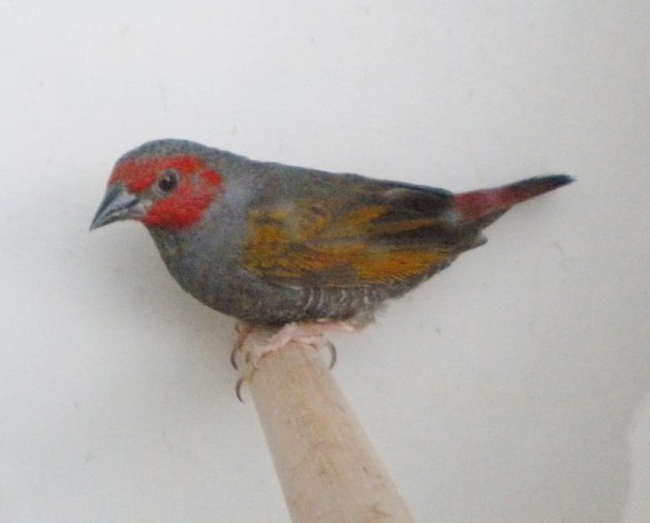 Astro ali gialle (maschio)