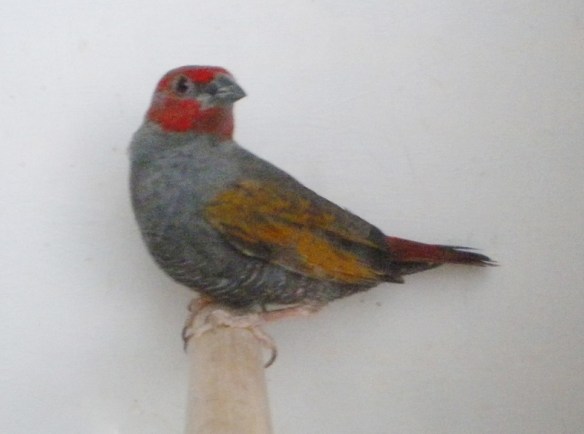 Astro ali gialle (maschio)