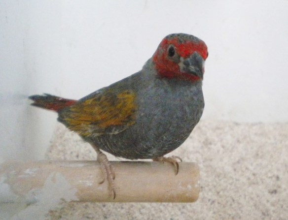 Astro ali gialle (maschio)