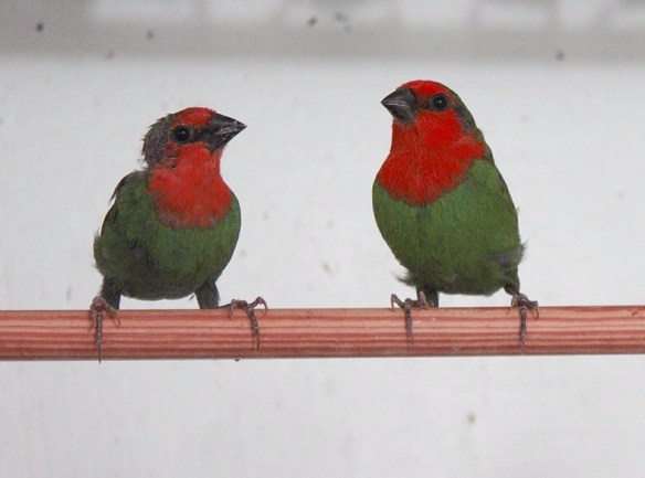 Diamante pappagallo (coppia)