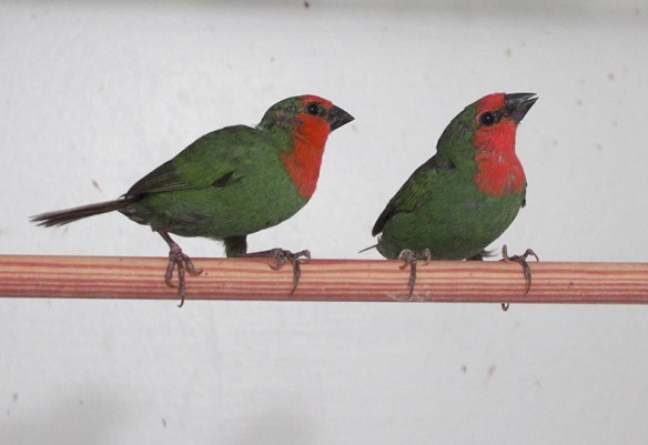 Diamante pappagallo (coppia)