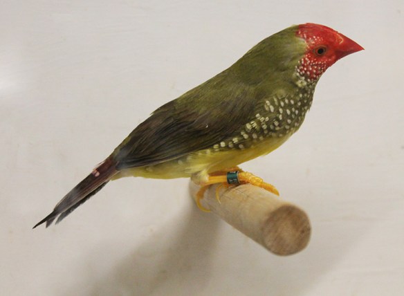 Diamante Codarossa ancestrale (maschio)