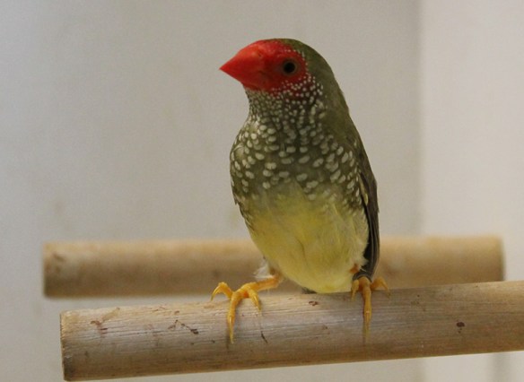 Diamante Codarossa ancestrale (femmina)