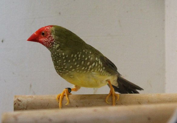 Diamante Codarossa ancestrale (maschio)