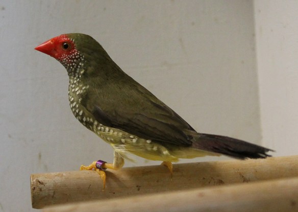 Diamante Codarossa ancestrale (femmina)