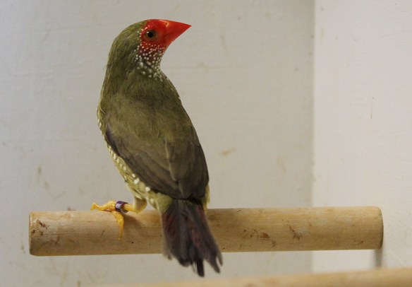 Diamante Codarossa ancestrale (femmina)