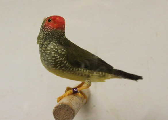 Diamante Codarossa ancestrale (femmina)