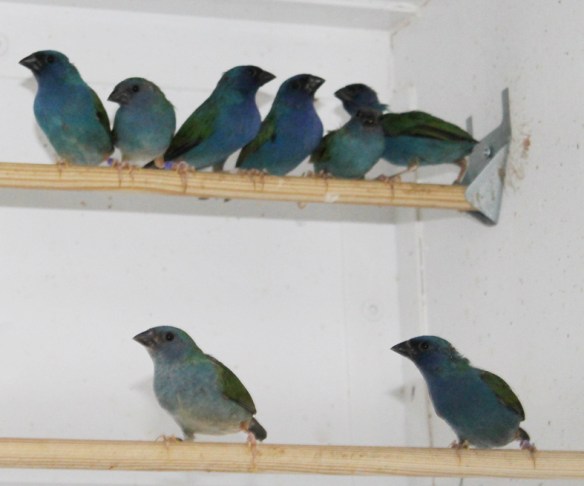 Giovani maschi di Diamante di Tanibar in voliera