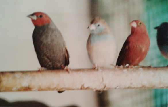 astro ali gialle (maschio)