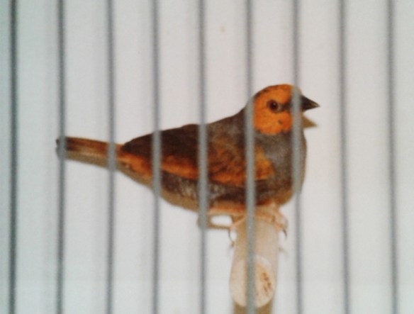 Astro ali gialle "testa e codione giallo" (soggetto Campione del Mondo, All. Valentini)