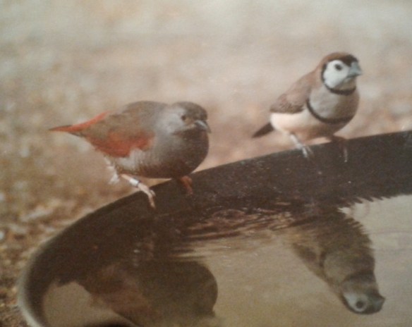 Astro Aurora (maschio)