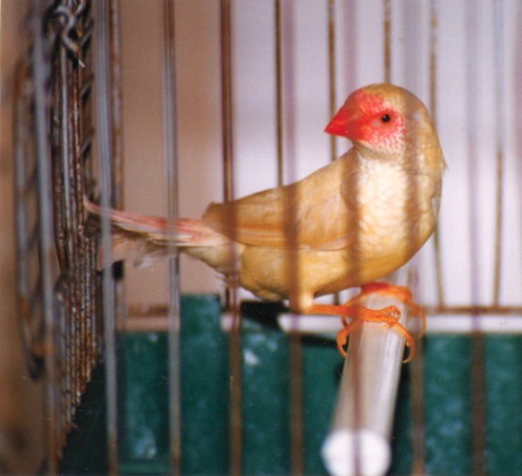 Mutazione: Avorio (femmina)