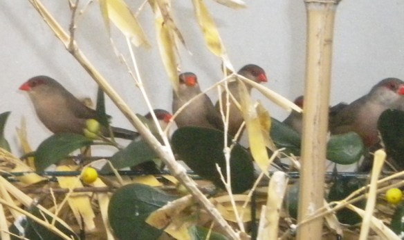 Estrilda becco di corallo (colonia di soggetti in voliera)
