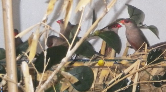 Estrilda becco di corallo (colonia di soggetti in voliera)