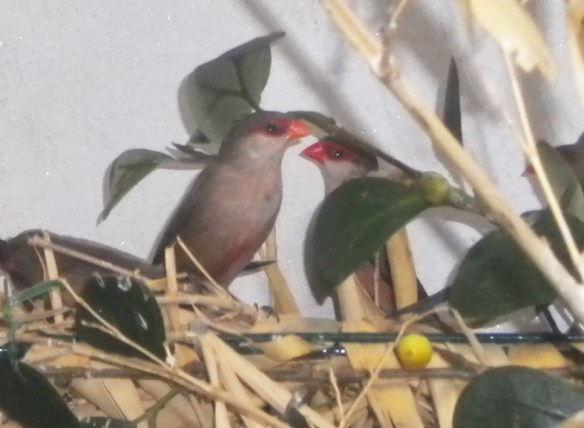 Estrilda becco di corallo (coppia)