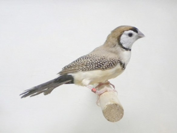 Diamante di Bichenow mutazione bruno