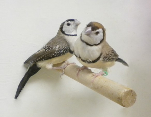 Diamante di Bichenow ancestrale e bruno a confronto