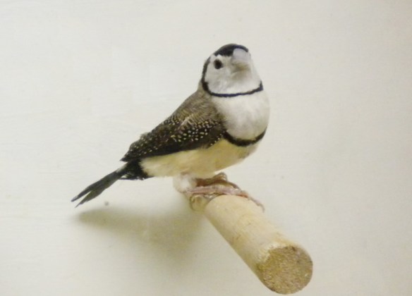 Diamante di Bichenow (femmina)