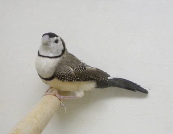 Diamante di Bichenow (femmina)