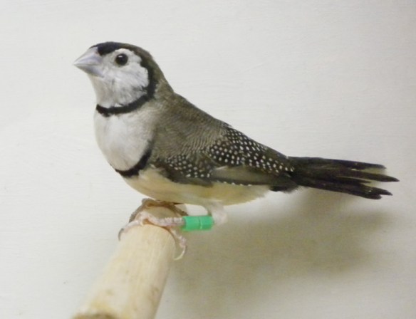 Diamante di Bichenow