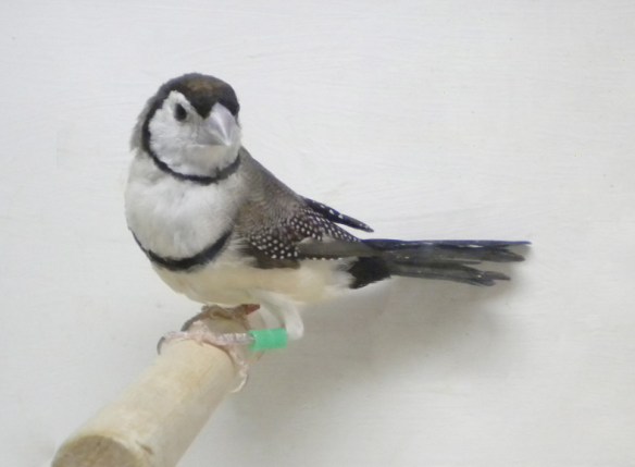 Diamante di Bichenow