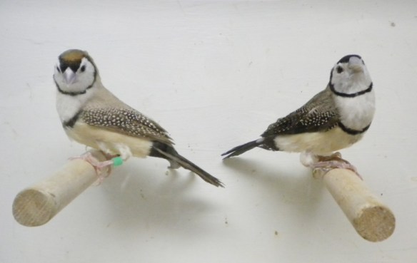 Diamante di Bichenow ancestrale e bruno a confronto