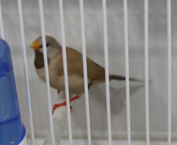 Diamante Codalunga acuticauda mutazione bruno