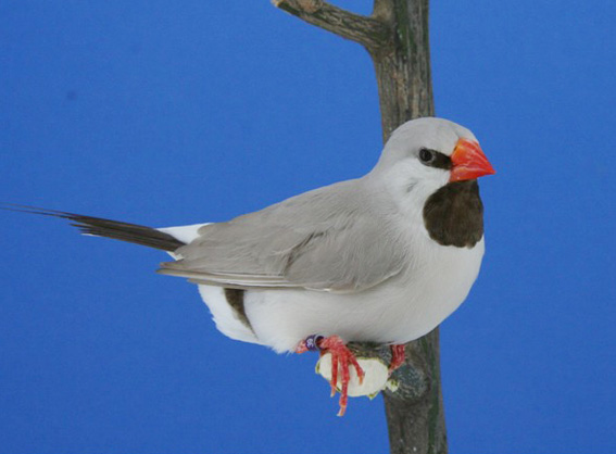 Diamante Codalunga Hecki combinato bruno grigio