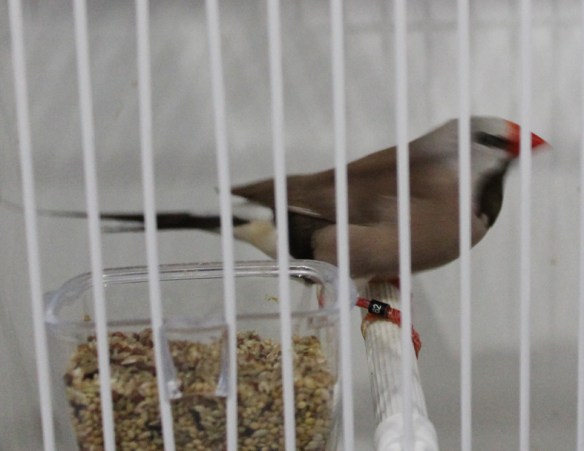 Diamante Codalunga Hecki mutazione bruno