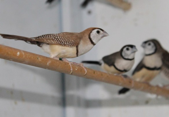 Diamante di Bichenow bruno insieme ad ancestrali