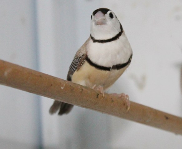 Diamante di Bichenow bruno