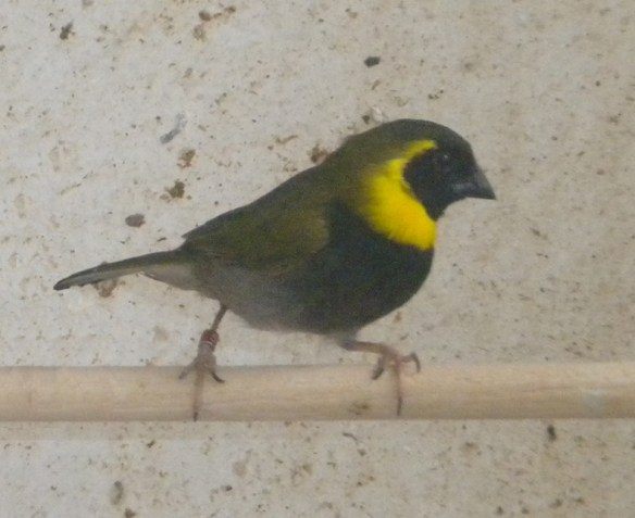 Cantore di Cuba (maschio)