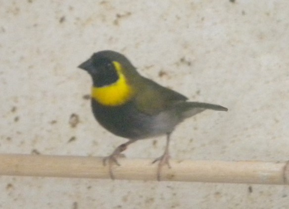 Cantore di Cuba (maschio)