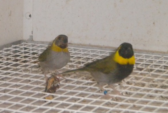 Cantore di Cuba (coppia)