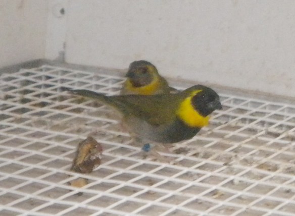 Cantore di Cuba (coppia)