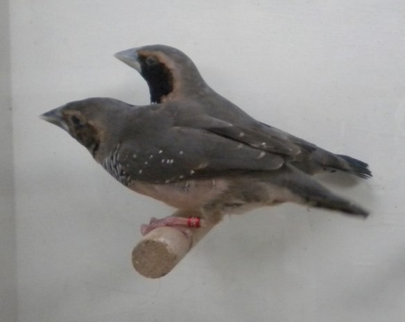 Donnacola petto bianco (coppia)