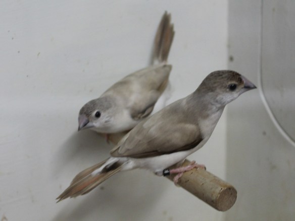 Becco di piombo pastello (coppia)