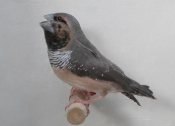 Donnacola petto bianco (coppia)