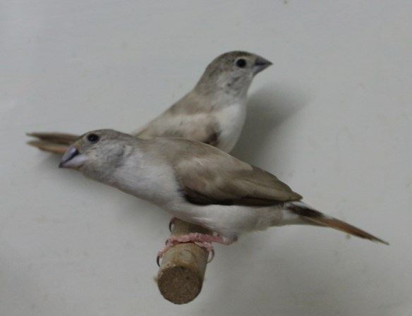 Becco di piombo pastello (coppia)