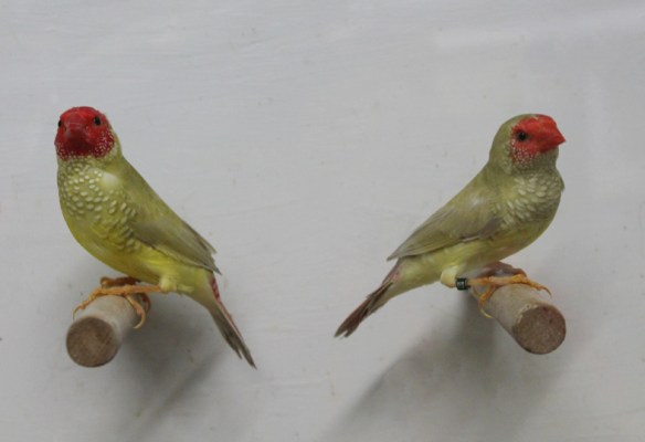 Diamante Codarossa agata (coppia)