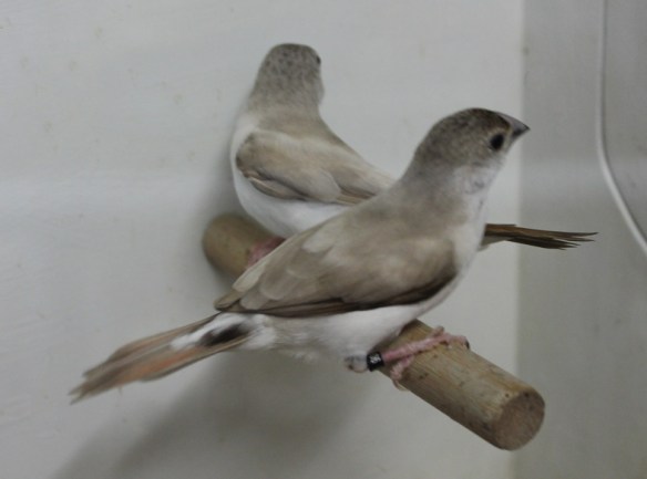 Becco di piombo pastello (coppia)