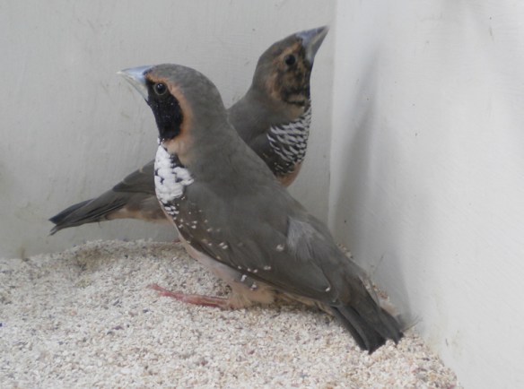 Donnacola petto bianco (coppia)